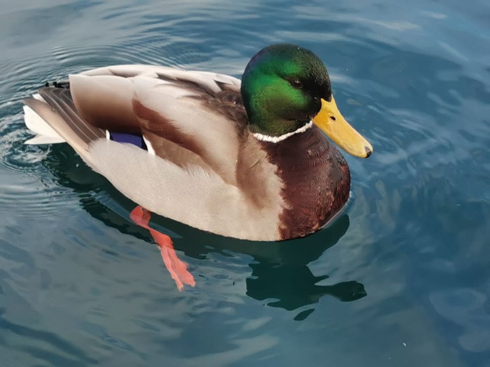 Stokkandhann svømmer på blågrønt vann med glinsende grønt hode, hvit halsring, brun bryst, lysegrå kropp og gult nebb.