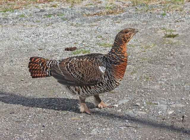 Storfugl-røy går over grus: brunspraglet fugl med rustrød brystflekk, kraftig lyst nebb og en rustrød, tverrstripet hale.
