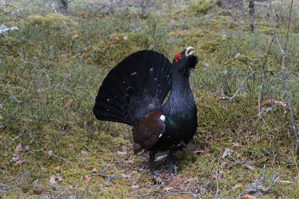 Tiur med viftet hale og strakt hals står på moserik skogbunn med røde øyebryn og lyst nebb.