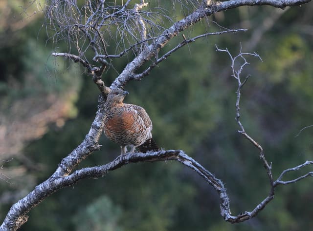 Storfugl-røy sitter på en bar bjørkegren mot mørk skog, med rustbrun og tverrstripet fjærdrakt.