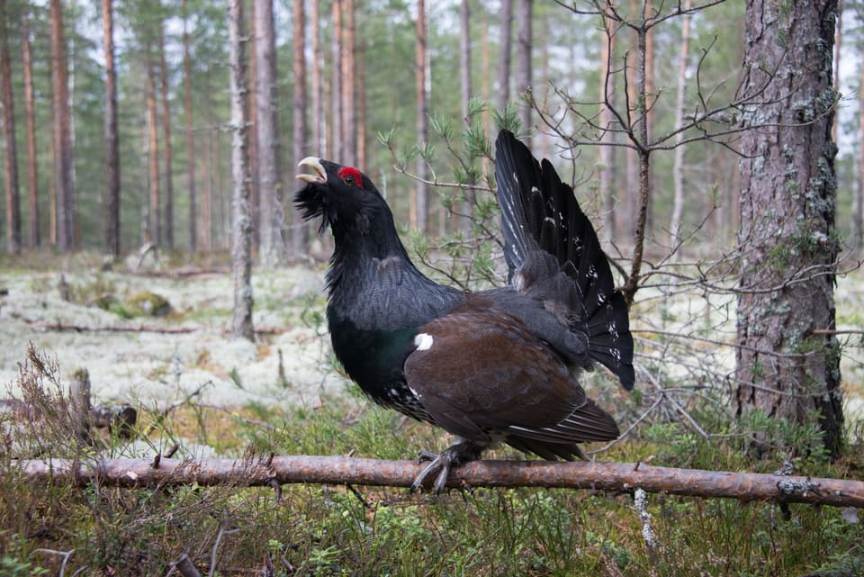 Tiur med oppreist, viftet hale og åpent nebb står på en liggende furustamme i en lys furuskog med reinlav på bakken.