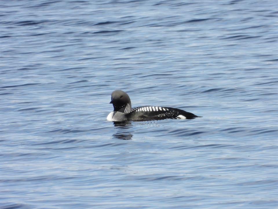 Storlom i sommerdrakt svømmer på blå, krusete vann, med grå nakke og isse, svart strupe, hvite striper nedover halsen, rutemønstret mørk rygg og en hvit flankeflekk bak.