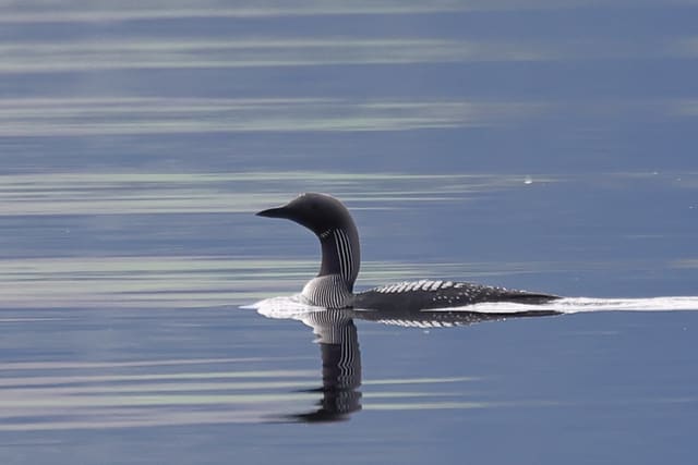 Storlom svømmer rolig på speilblankt vann i profil, med rett, spisst nebb, grå nakke, svart strupe med hvite striper og rutemønstret rygg.