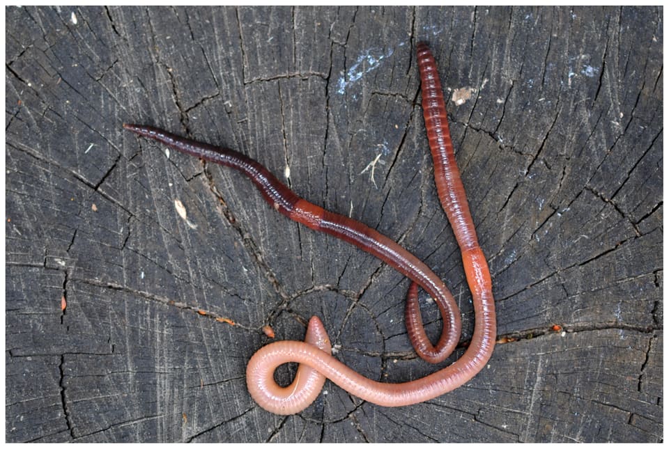 To levende meitemark på en trestubbe. Til venstre den nærstående arten Lumbricus herculeus og til høyre stormeitemarken, Lumbricus terrestris, med oransje belte og blek bakende.