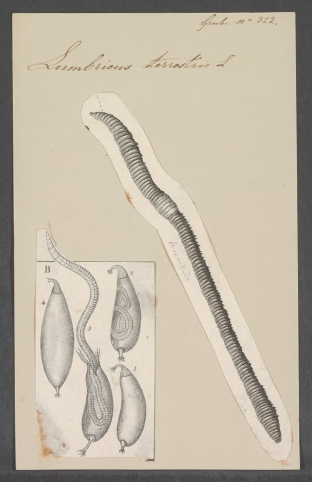 Gammel tegning av en meitemark, merket Lumbricus terrestris, med små skisser av egg og embryo.