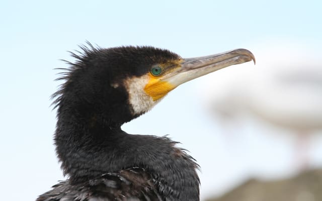 Nærbilde av hodet og halsen til en storskarv i hekkedrakt, med hvite fjær på hodet, hvit hake, gult nebbfelt og et langt nebb med krokbøyd spiss.