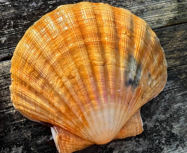 Et oransjefarget, tomt kamskjellskall med tydelige radiale ribber på en trebrygge.