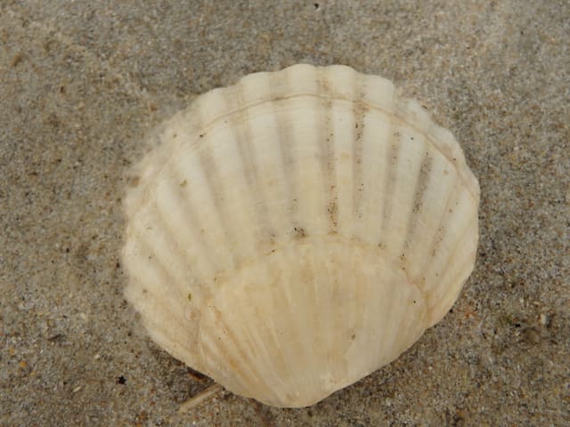 Et lysebeige kamskjellskall ligger på sand og viser ribbene og de to like ørene ved hengselet.