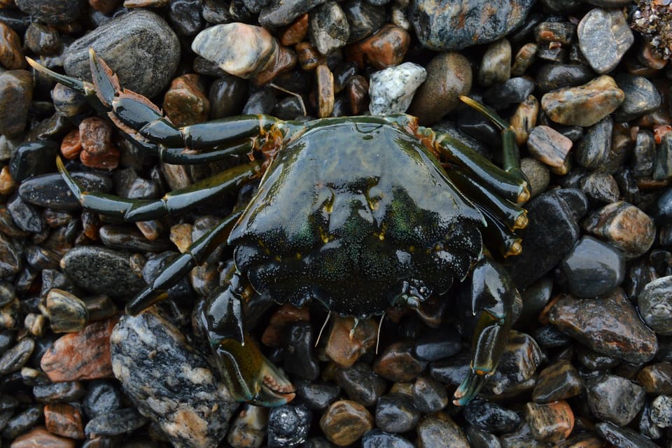 En mørk, grønn strandkrabbe sett ovenfra på grus og småstein. Skjoldet er mørkegrønt og kantet, klørne og de lange beina er mørke og strekker seg utover mot steinene.