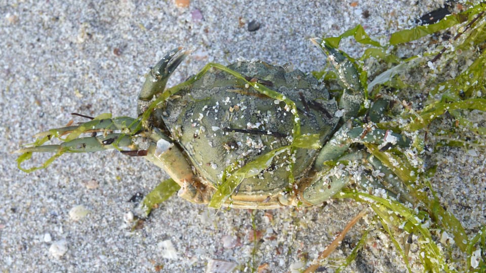 En grønn strandkrabbe ligger blant grønn tang på en lys sandstrand og vender mot kameraet.