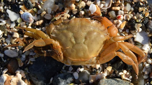 En lys, gulbrun strandkrabbe sett ovenfra på en grusstrand, med femkantet skjold og lyse, gulbrune bein.