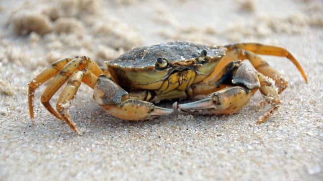 En gulbrun strandkrabbe på lys sand, sett fra siden. Skjoldet er mørkere og flekkete, øynene sitter på korte stilker, og klørne og beina er oransjegule.