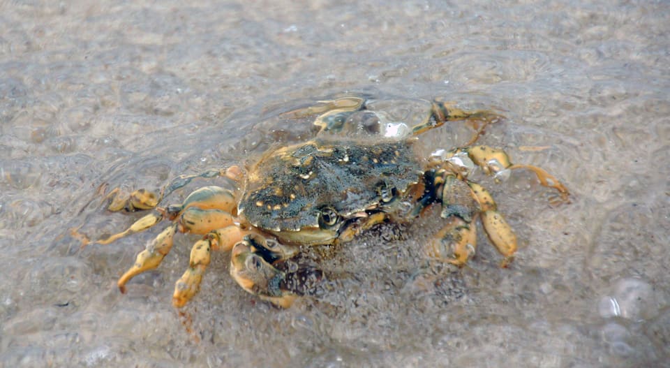 En strandkrabbe i grunt, klart vann over sand, med gulbrune bein og klørne foran seg.