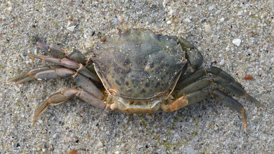 En grønnbrun strandkrabbe sett ovenfra på fuktig sand, med beina spredt til sidene.