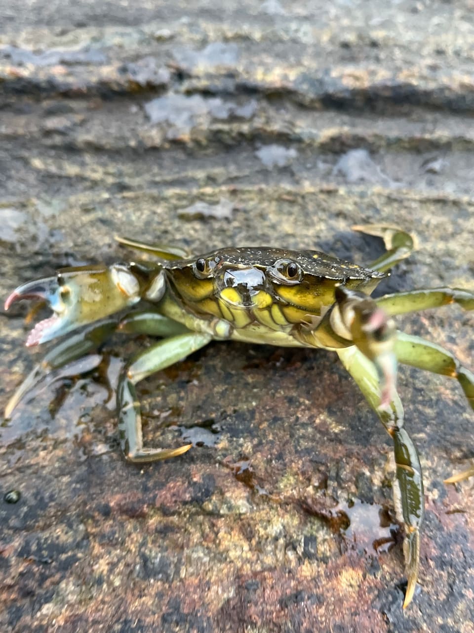 En gulgrønn strandkrabbe står på en fuktig bergflate og vender seg mot kameraet, med en klo åpen mot venstre.