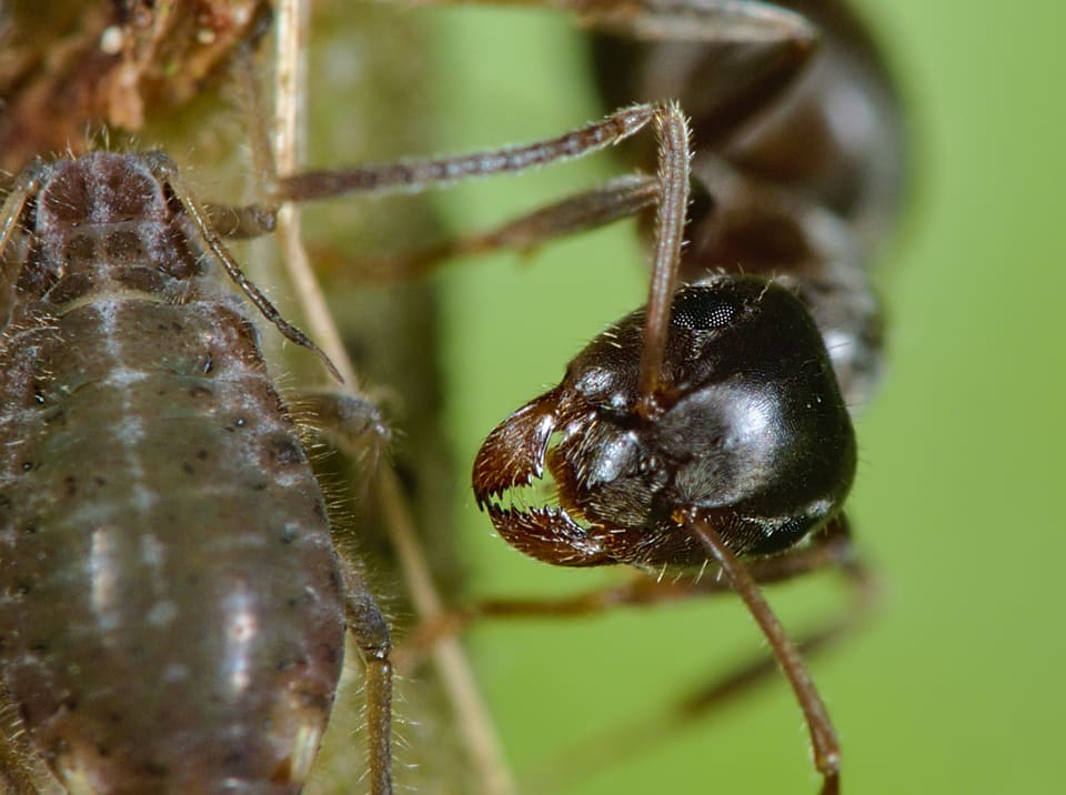 Svart jordmaur på en plantestengel nær en grå bladlus. Maurens hode, mellomkropp og bakkropp er jevnt mørkebrune til svarte, med blanke flater.