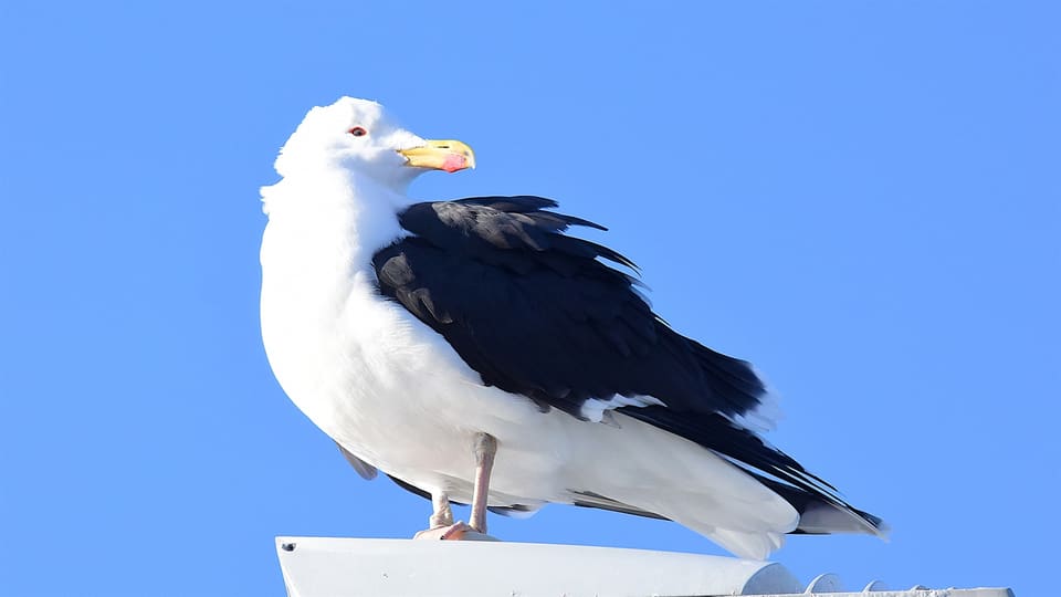 Svartbak sitter med oppstrittet fjærdrakt på en stolpe mot blå himmel, med svart rygg og vinger, hvitt hode og bryst og gult nebb.