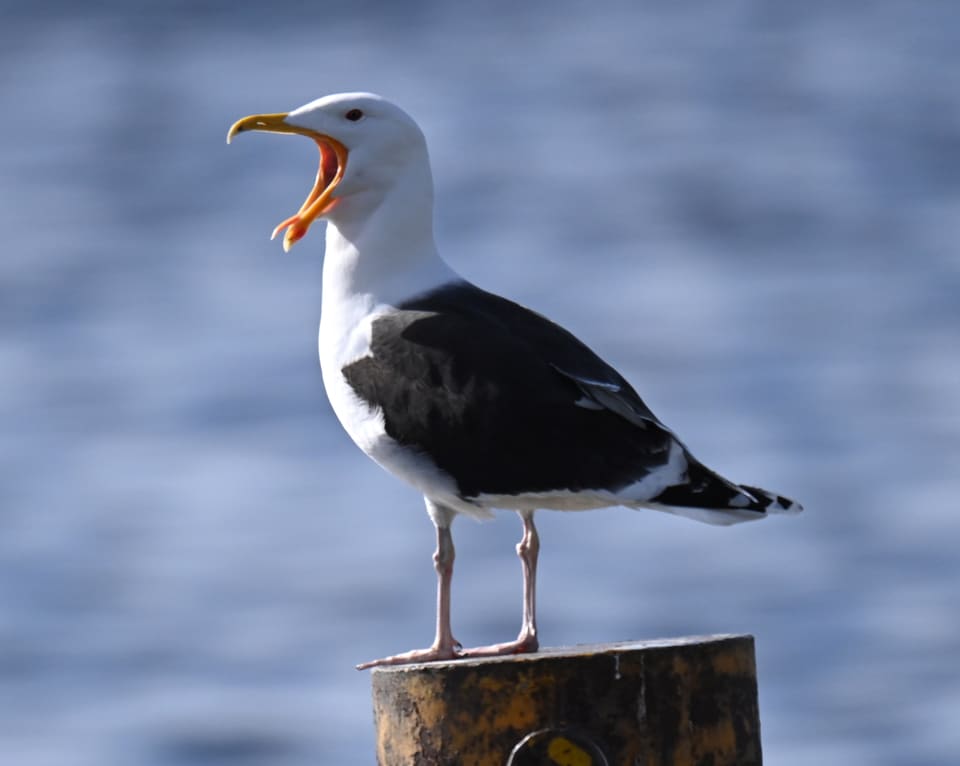Voksen svartbak sitter på en påle og skriker med åpent nebb, med hvitt hode og bryst, svart rygg og vinger, rosa bein og et kraftig gult nebb med rød flekk.