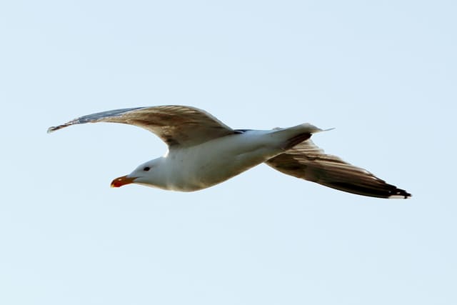 Svartbak i flukt mot klar himmel sett fra siden og nedenfra, med hvitt hode, orange nebb med rød flekk og lyse vinger med mørke spisser.