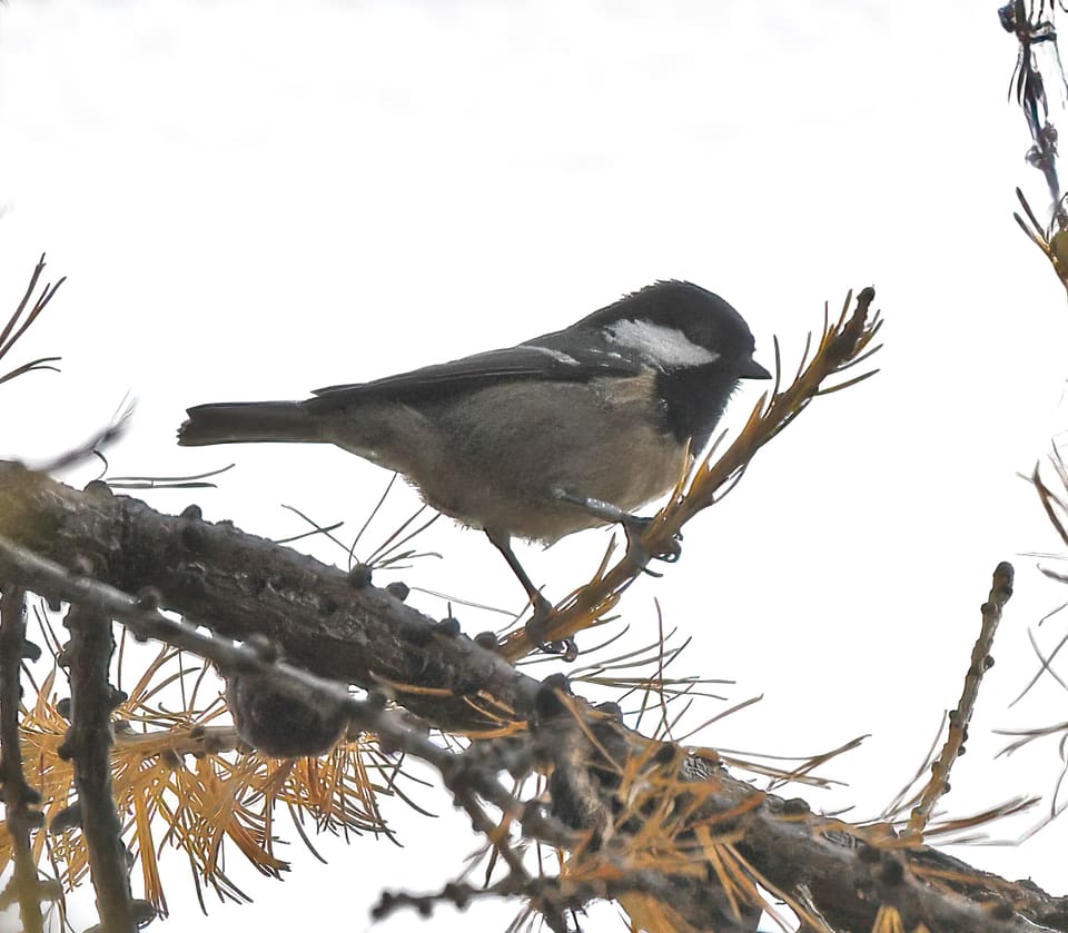 Svartmeis på en lerkegren sett fra siden: svart hette med hvit nakkeflekk, grå rygg og lys, gråbeige underside.