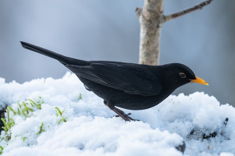 Svarttrosthann går på snø i profil, helt svart med oransjegult nebb og gul ring rundt øyet og en lang hale som peker bakover.