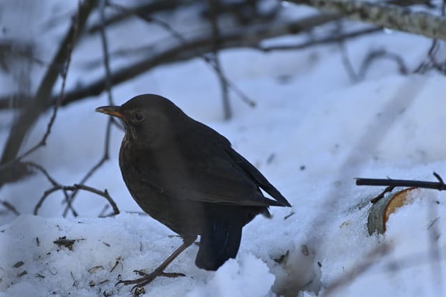 Svarttrosthunn står i snøen under greiner, jevnt mørkebrun uten tegning på brystet og med et mørkt nebb.