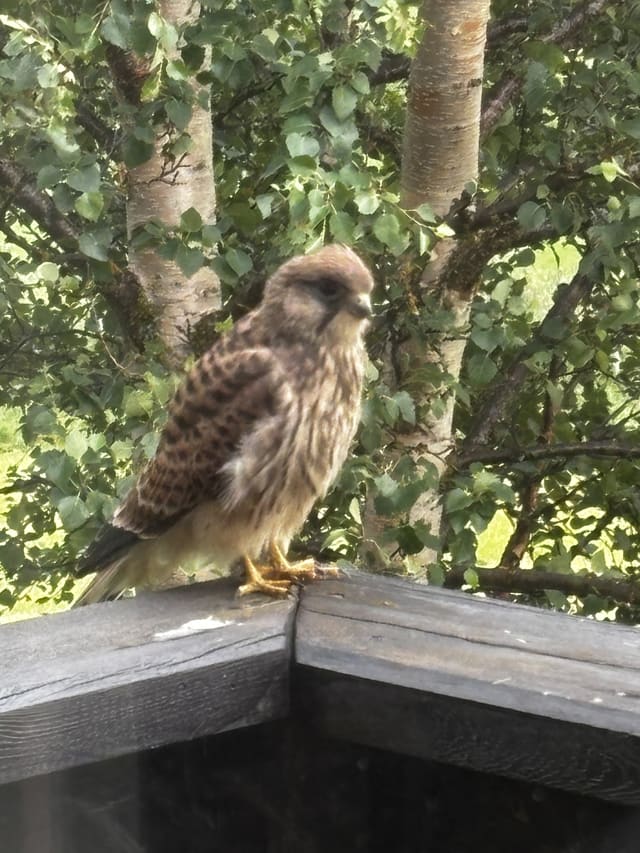 Ung tårnfalk sitter på et trerekkverk foran bjørkekratt, med brunstripet hode, mørke striper på brystet og brune, tverrstripete vinger.