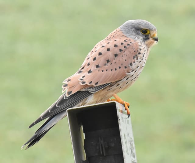 Tårnfalkhann sitter på en stolpe sett fra siden, med blågrått hode, rødbrun rygg med svarte dråpeflekker, lys buk og lang, grå hale.