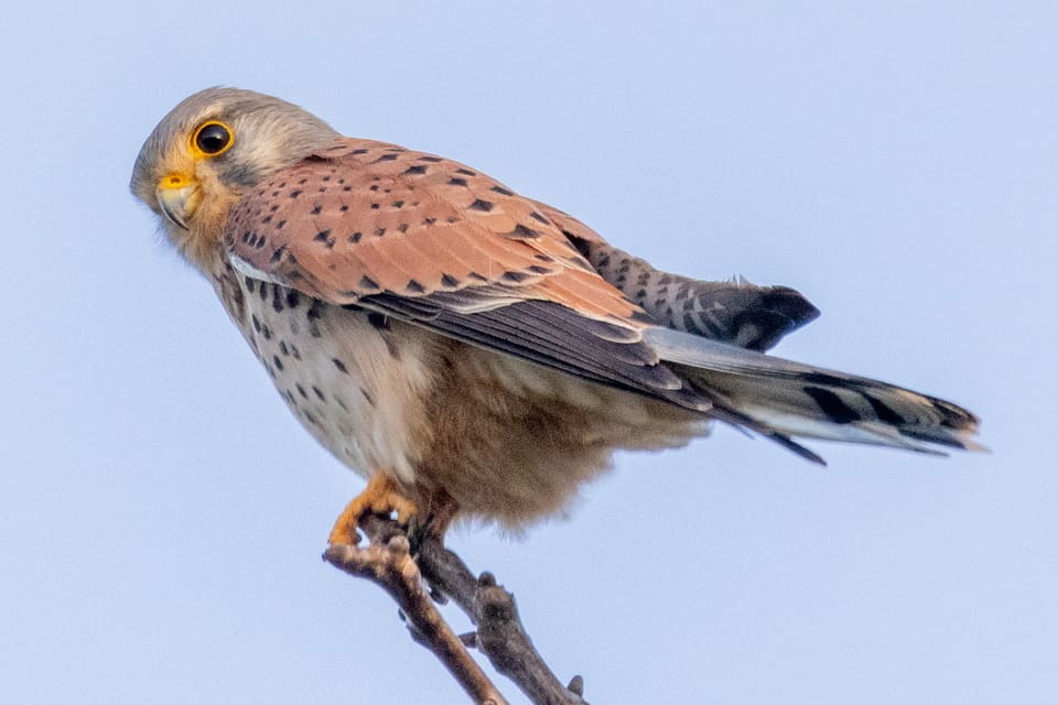 Tårnfalkhann sitter på en tynn kvist mot lys himmel, med grått hode, mørkt øye, gul vokshud, rødbrun rygg med svarte flekker og lys, flekkete buk.