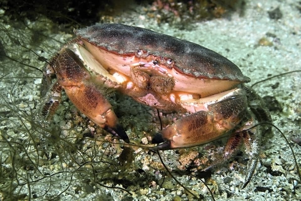 Taskekrabbe på grus og sand med lange alger, sett skrått fra siden. Lysrosa underside og svarte klospisser.