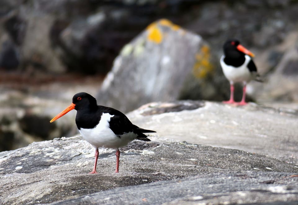 Tjeld går på en steinete strand med svart hode og rygg, hvit buk, langt oransjerødt nebb og røde øyne, med en annen tjeld som står bak.