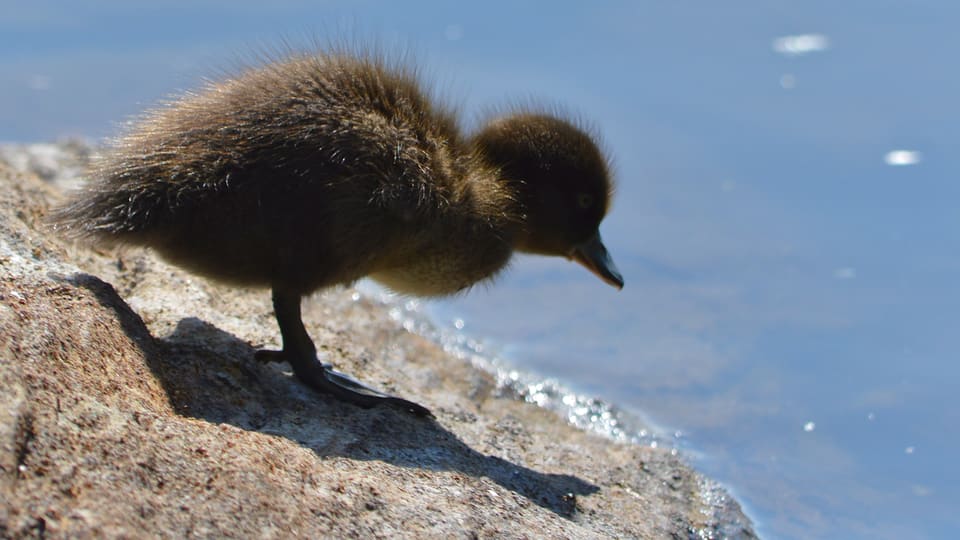 Mørkebrun toppanddununge står på en stein ved vannkanten og ser ned i vannet.