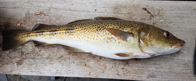 Fanget torsk ligger på en planke og viser tre ryggfinner, lys buet sidelinje og brunflekket rygg.