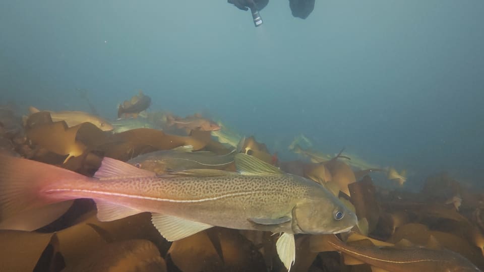 Torsk svømmer mellom brune tareblader i blågrønt vann med en dykker over seg.