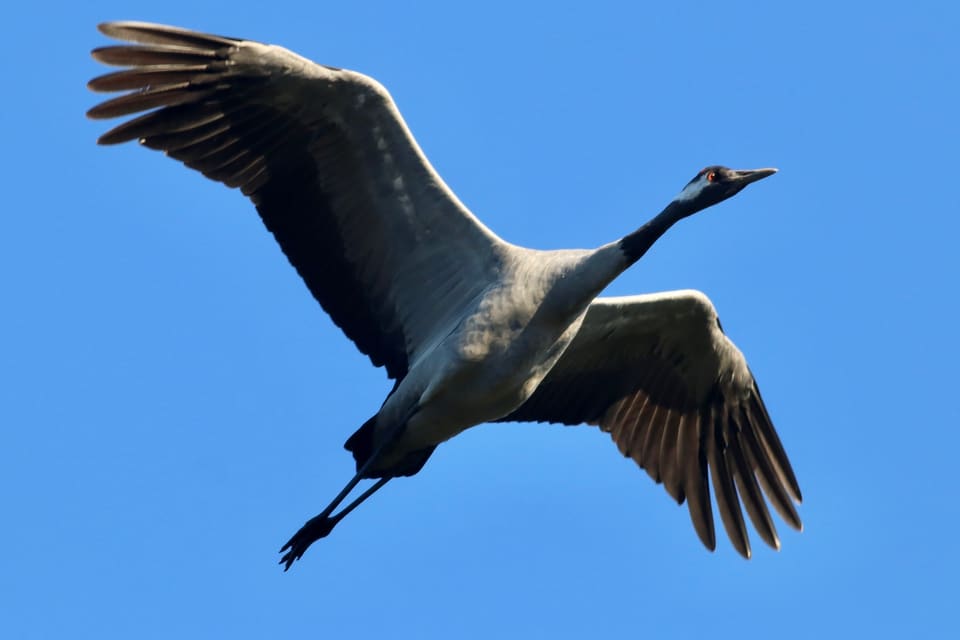 Trane flyr mot blå himmel med brede vinger og strak hals og lange bein utstrakt bakover.