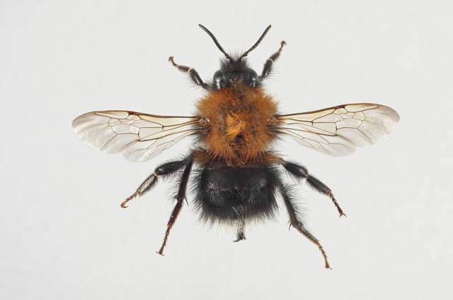 Preparert arbeider av trehumle sett ovenfra på hvit bakgrunn, med utbredte vinger, rustbrunt bryst og svart bakkropp.