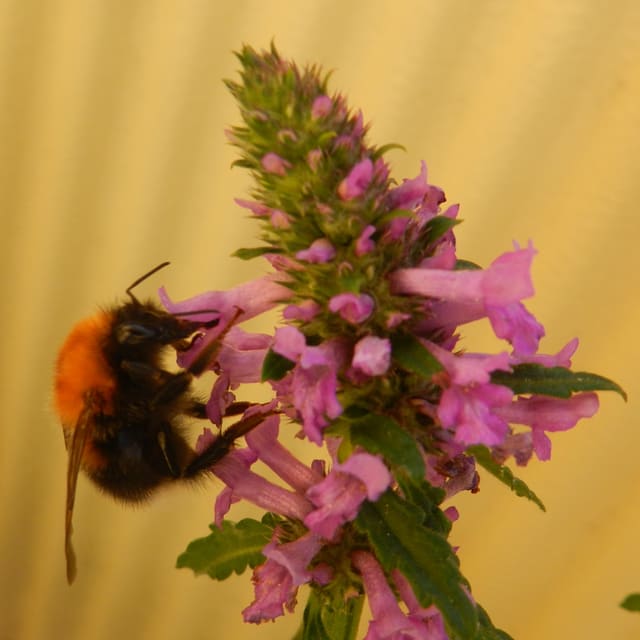 En trehumle henger på en rosa blomsterstand med rustbrunt bryst og svart bakkropp.