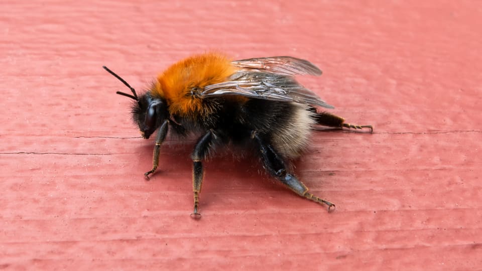 En trehumle sett fra siden på et rødmalt trerekkverk. Brystet er dekket av rustbrune hår, bakkroppen er svart, og enden har en lys, hvit tupp. Vingene er gjennomsiktige og følehornene svarte.
