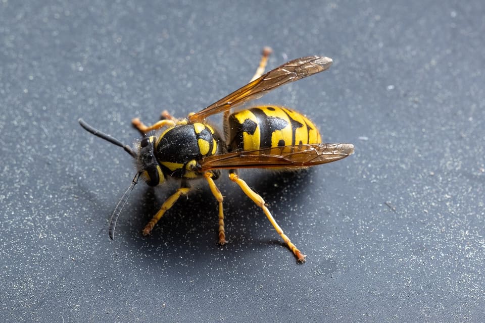 Tyskveps sett skrått ovenfra på en mørk flate. Bakkroppen er gul med svarte tverrbånd og små, svarte prikker i det gule, og vingene er brune og delvis åpne.