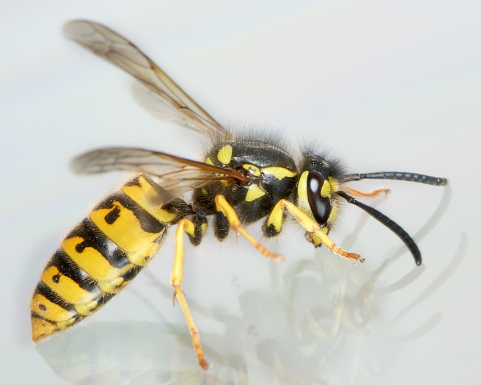 Tyskveps sett fra siden på en lys flate, med utstrakte vinger og lange, svarte følehorn. Bakkroppen er gul med svarte bånd og prikker.