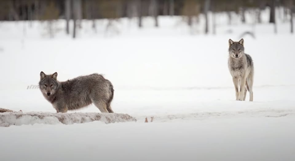 To ulver på snødekt myr: en mørk grå ulv i forgrunnen ser mot kameraet, og en lysere ulv står lenger bak til høyre.