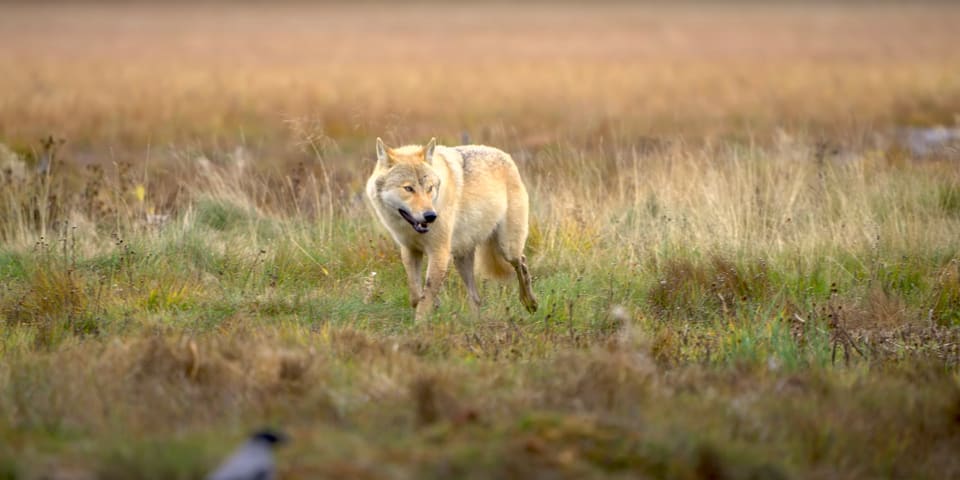 Lys ulv går mot kameraet over en gresskledd myr med åpen munn, med en fugl nederst i bildet.