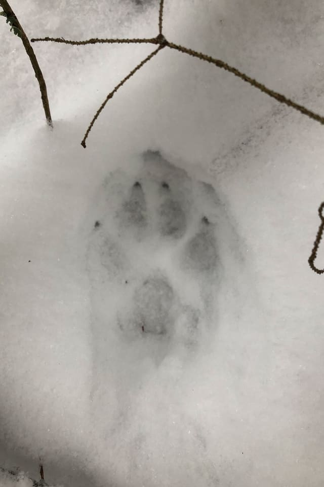Potespor i snø med avlang form og fire tær.