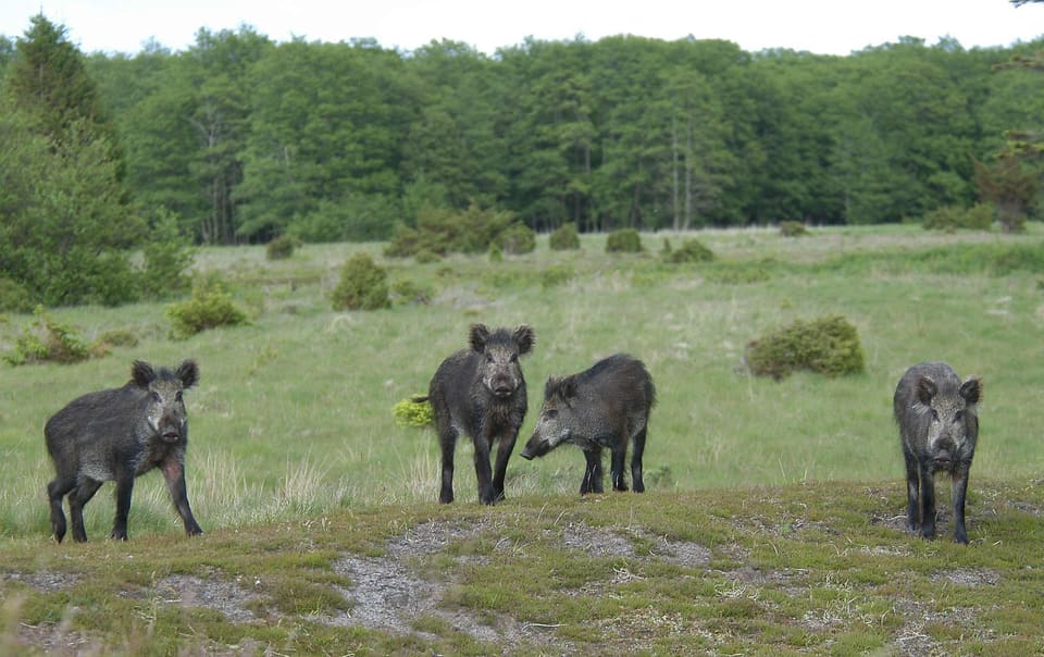 Fire villsvin står spredt på en gresskledd li med lyng og småbusker foran løvskog og ser mot kameraet.