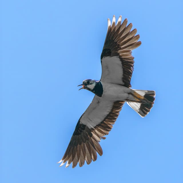 Vipe i flukt sett nedenfra mot blå himmel, med lyse undervinger med svart bakkant, hvit hale med svart bånd og et åpent nebb.
