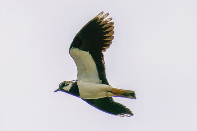 Vipe i flukt sett fra siden mot lys bakgrunn, med brede, rundede vinger med svarte vingespisser, hvit buk og en kort hale med rustfarget underside.